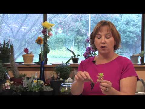 how to plant sedum