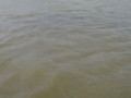 Alligator Gar