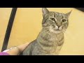 Sunny-Animal Coalition of Delaware County