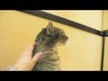 videos de Sunny-Animal Coalition of Delaware County