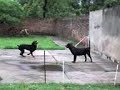 mis perros re al dope.. jugando..:S mira como salta el bldooo..! xD