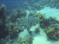 Sharks in Sharm El Sheikh, Red Sea