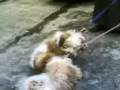 videos de kenjo and yan yan