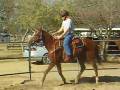 11-30-08 Riding Buster under saddle & tack 1st time-3
