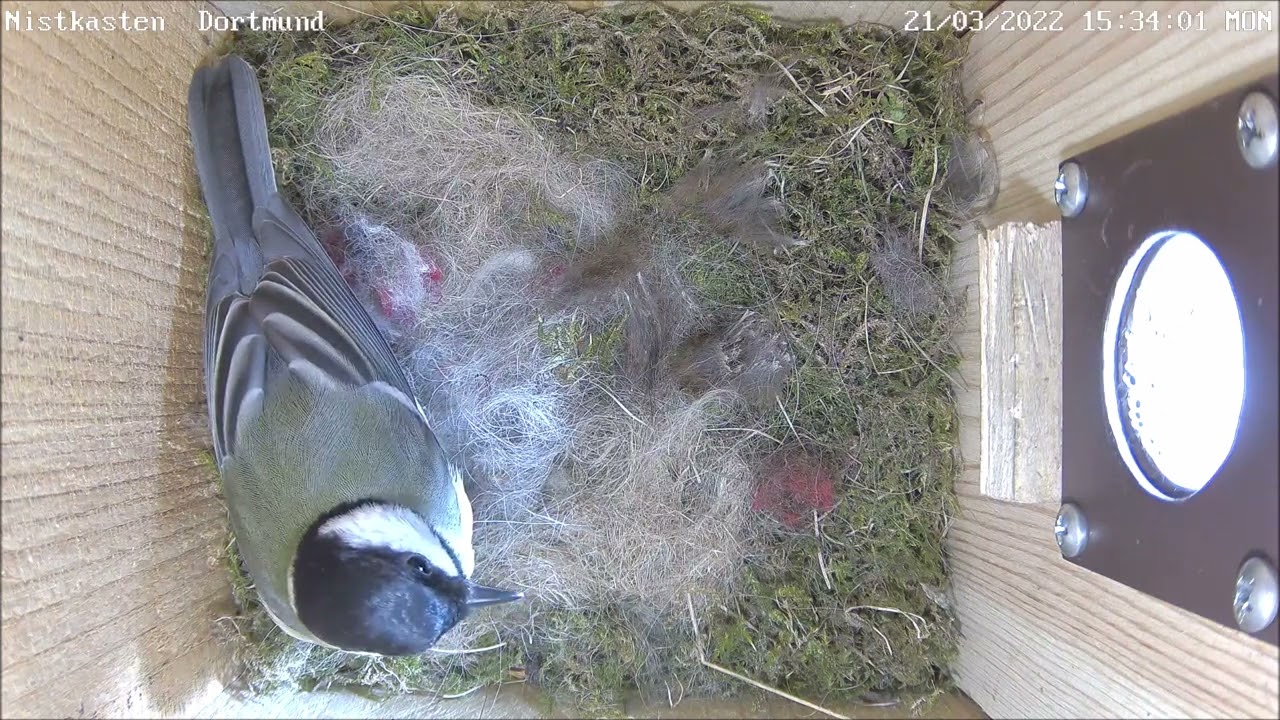 Bei den Kohlmeisen ist das Nest bereit für die Eier! | 21.03.2022