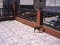Tutinha e dinovuh o Zapinha !