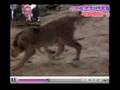 感動☆子ライオンと2人の男の愛情物語！！