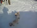 Shih Tzu Dogs Playing on the snow