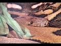WORLD'S LARGEST SNAKE, PYTHON, ON EXHIBIT
