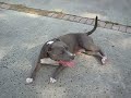 Caprice right after she had her pups!! Looking not great..