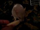 Minnie Mouse - A ratinha sapeca