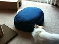 YouTube - Kitty fails at using bed