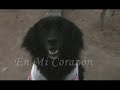 comas / bush en mi corazon