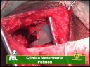 Cirugía de cadera (amputación cabeza femoral), Clínica Veterinaria Pehuen