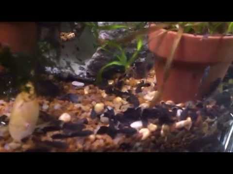 how to treat aquarium plants for snails