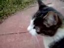 Our cat, Desser