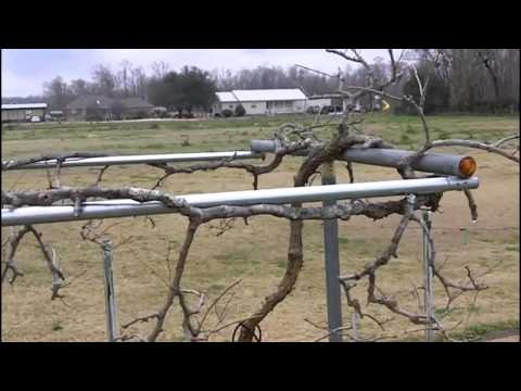 how to fertilize muscadines