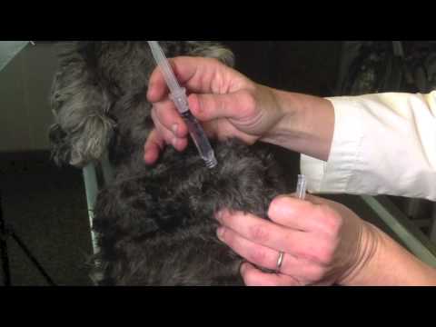 how to administer rabies vaccine