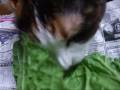 猫、野菜が好き。 - Yukke likes vegetables.
