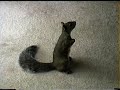 Wild Squirrel In The House Wild Squirrel In The House