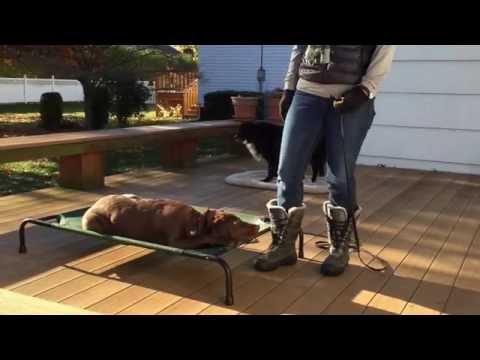 Chocolate labrador puppy is obedience trained during a board and train