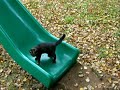 Very Cute Cats and Kittens at Play. Benny Hill Theme Tune! Very Cute Cats and Kittens at Play. Benny Hill Theme Tune!