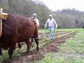 Oxen Team Plowing Oxen Team Plowing