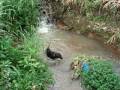 videos de oli finca en el rio