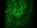 videos de New-born Excitatory Neurons
