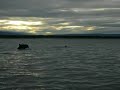 Moray Firth Bottlenose Dolphins 2 Moray Firth Bottlenose Dolphins 2