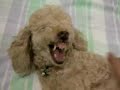 ANGRY POODLE HATES MASSAGES
