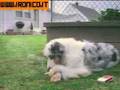 Cane fumatore