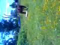 Stud Colt running into his mom