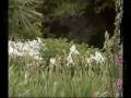 videos de Fiori e suoni