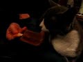 Cat Licking A Popsicle