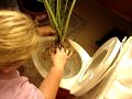Hosta Surgery