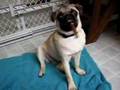 Pug smoking cigar