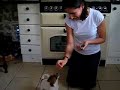 Claudia Hoyle demonstra com o seu cachorro de 8 semanas como se inicia o modelamento do senta e do spin.