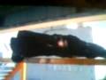 videos de mirrors edge - what a wanker