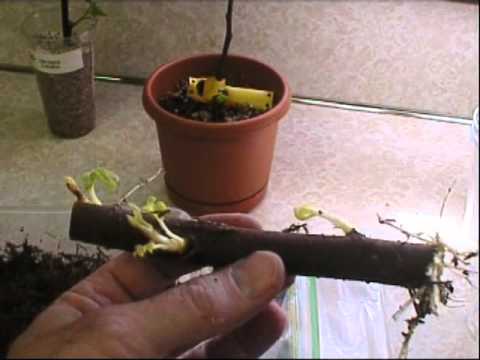 how to transplant fig tree