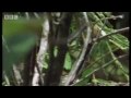 Spectacled Bear cubs and Amazonian facts - Andes: The Dragons Back - BBC Wildlife