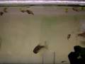 Breeding pearl gourami (5th week)