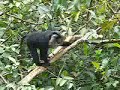 Lion tailed macaque