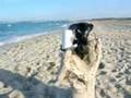 pepe at home (formentera) pepe at home (formentera)