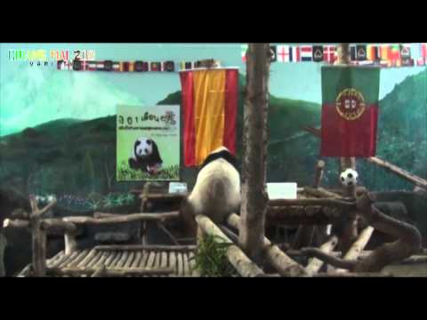 หลินปิงทายผลฟุตบอลยูโร 2012 หลินปิงทายผลฟุตบอลยูโร 2012