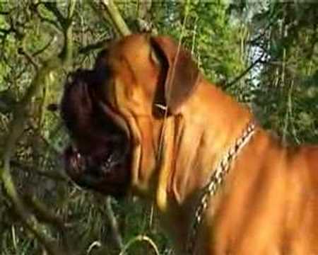 bullmastiff