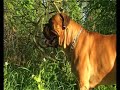 Champ Bullmastiff ERNIE! Champ Bullmastiff ERNIE!
