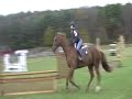 17.2 TB Gelding for Sale. 7 years old