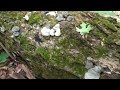Fomes fomentarius