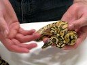 Pastel / Super Pastel Ball Python Pastel / Super Pastel Ball Python